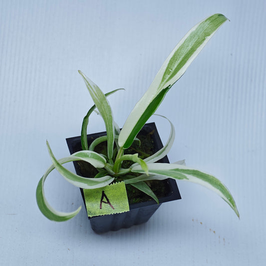 Philodendron tortum Albo Variegated