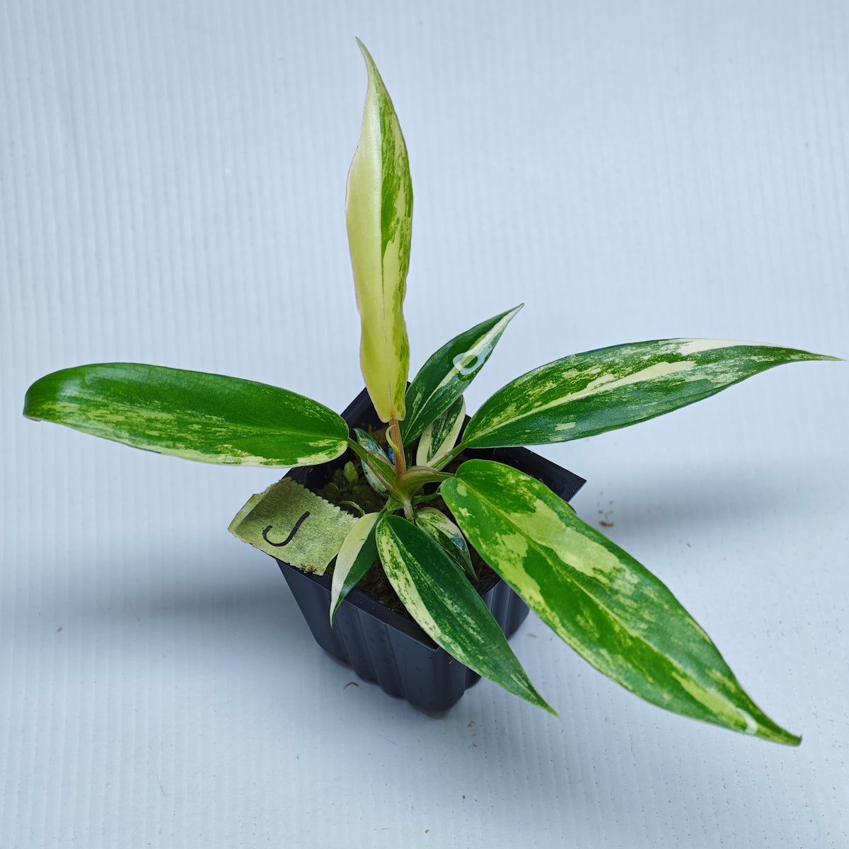 Philodendron Golden Dragon Aurea Variegated