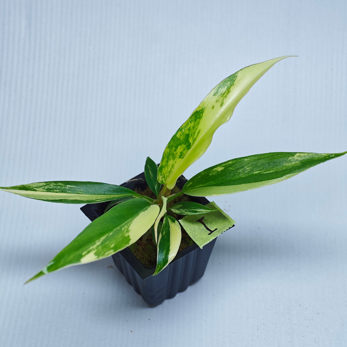 Philodendron Golden Dragon Aurea Variegated