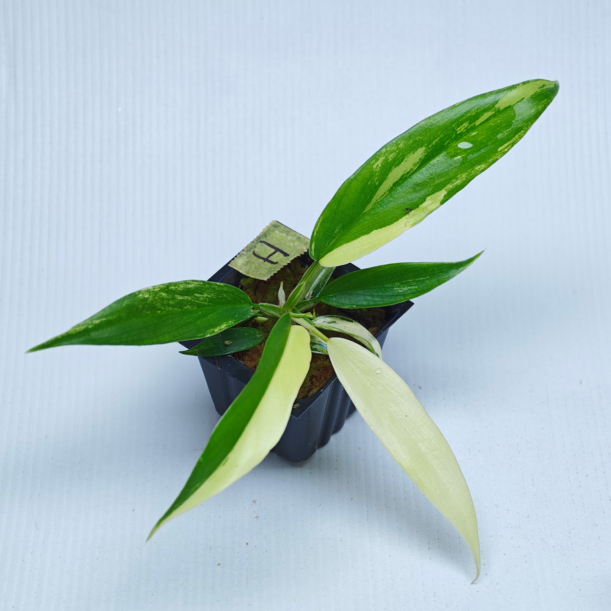Philodendron Golden Dragon Aurea Variegated