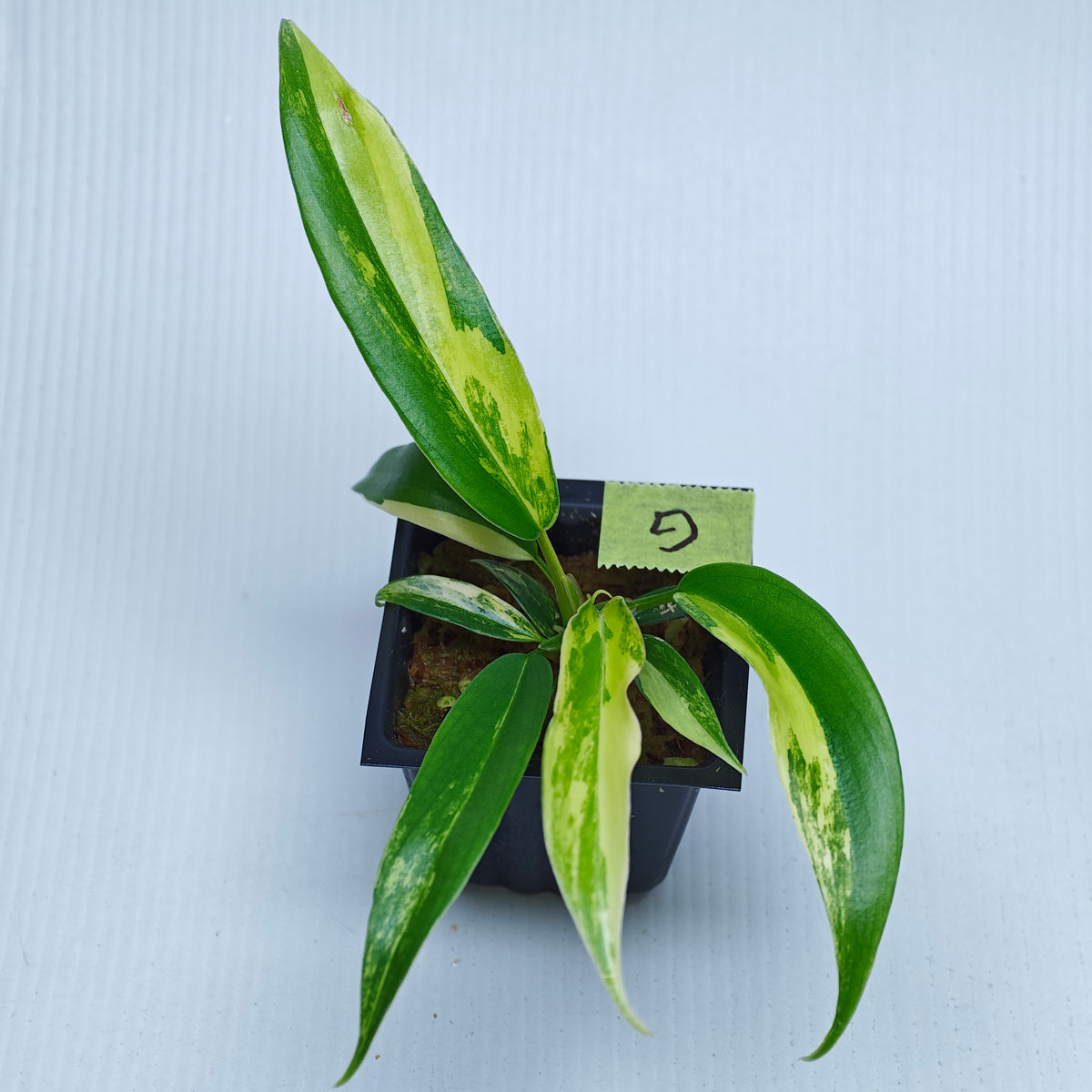 Philodendron Golden Dragon Aurea Variegated