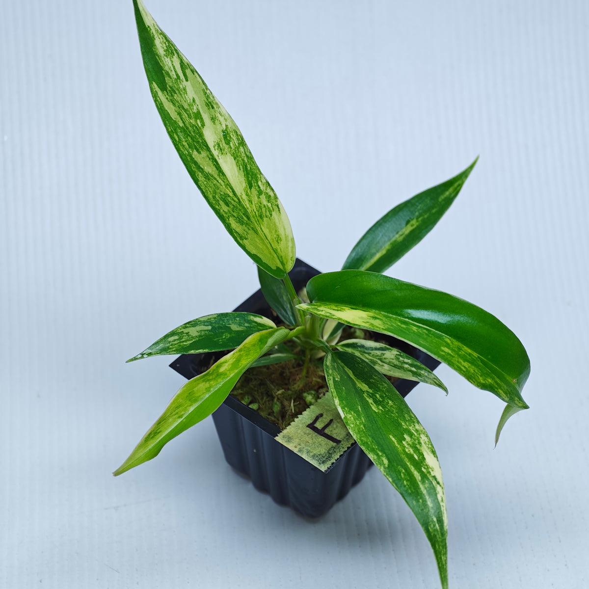 Philodendron Golden Dragon Aurea Variegated