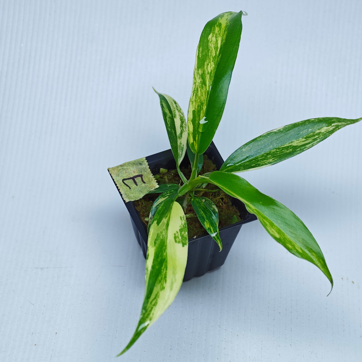Philodendron Golden Dragon Aurea Variegated