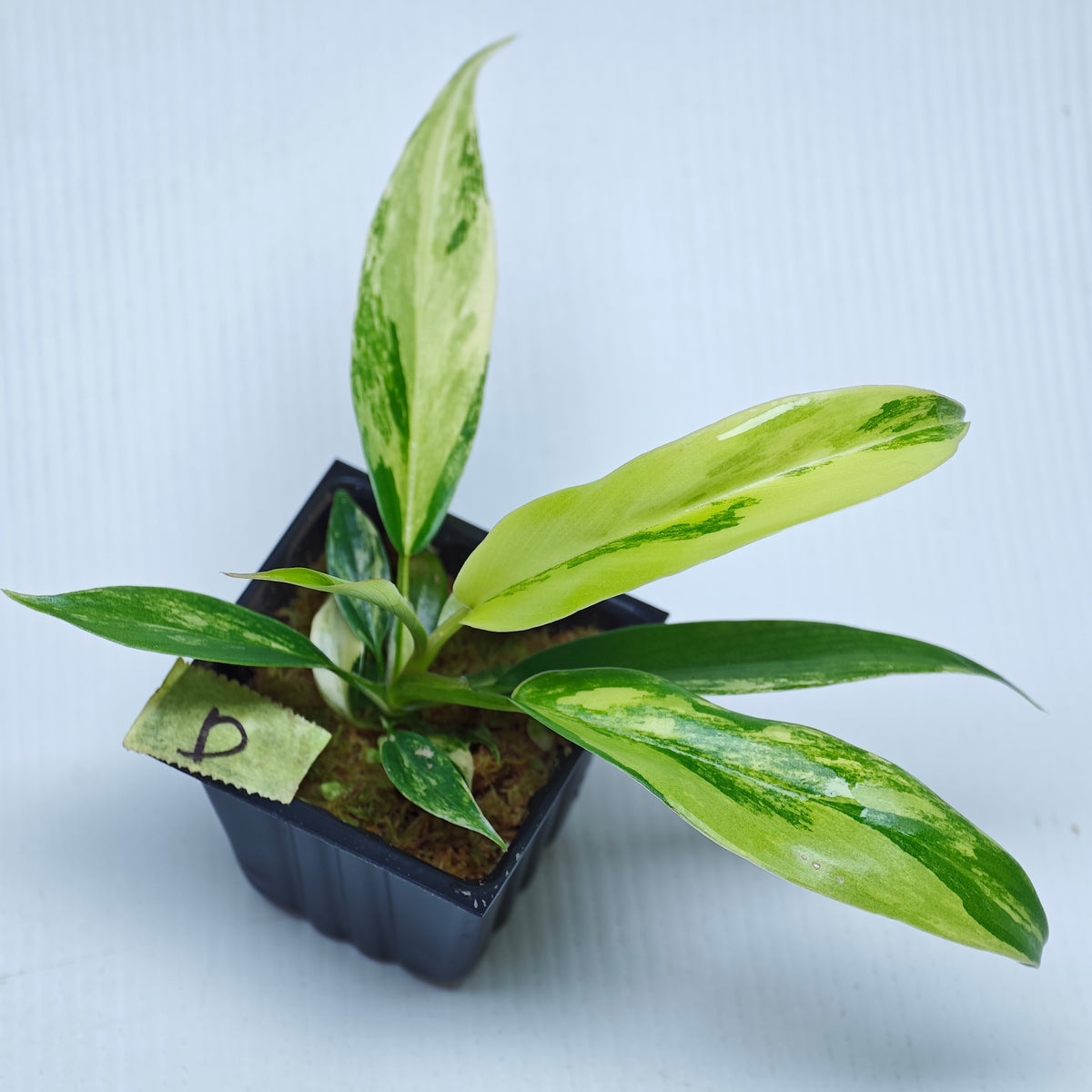 Philodendron Golden Dragon Aurea Variegated