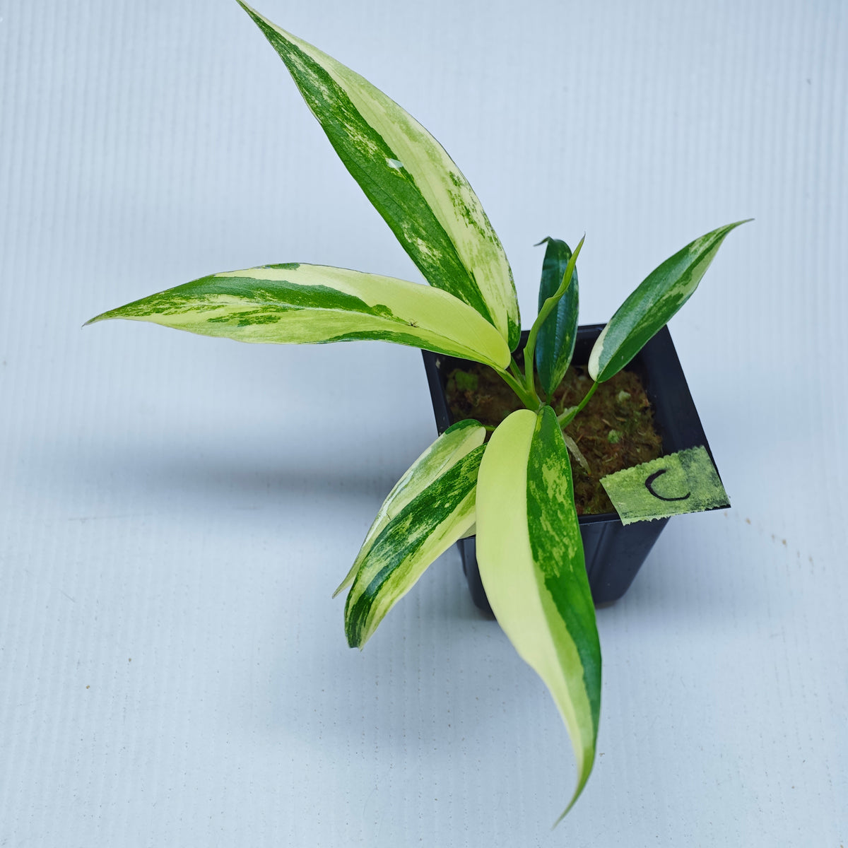 Philodendron Golden Dragon Aurea Variegated