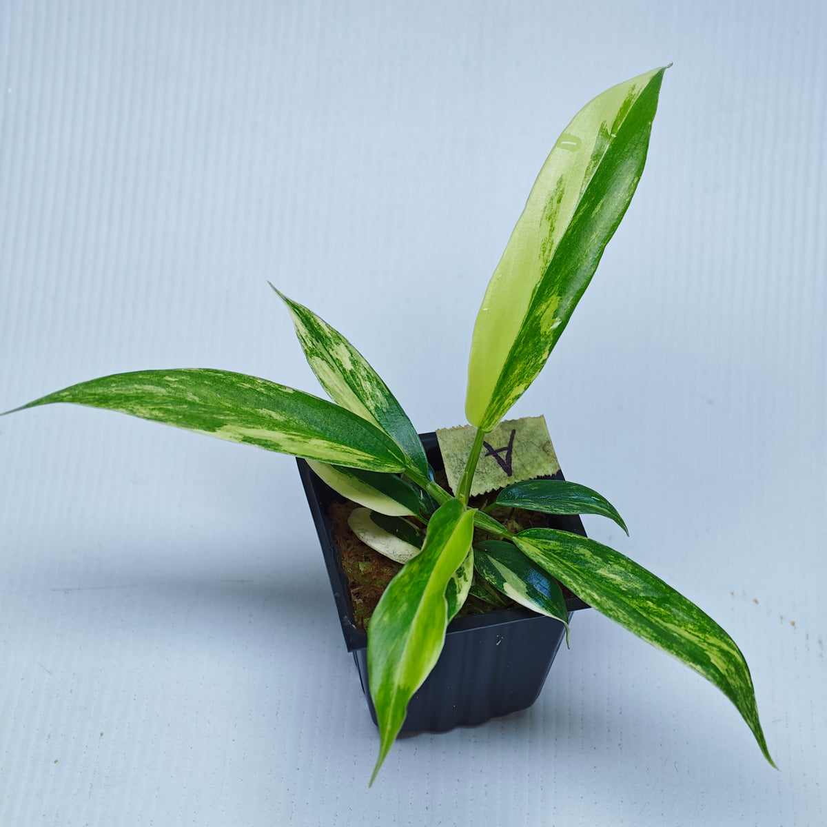 Philodendron Golden Dragon Aurea Variegated