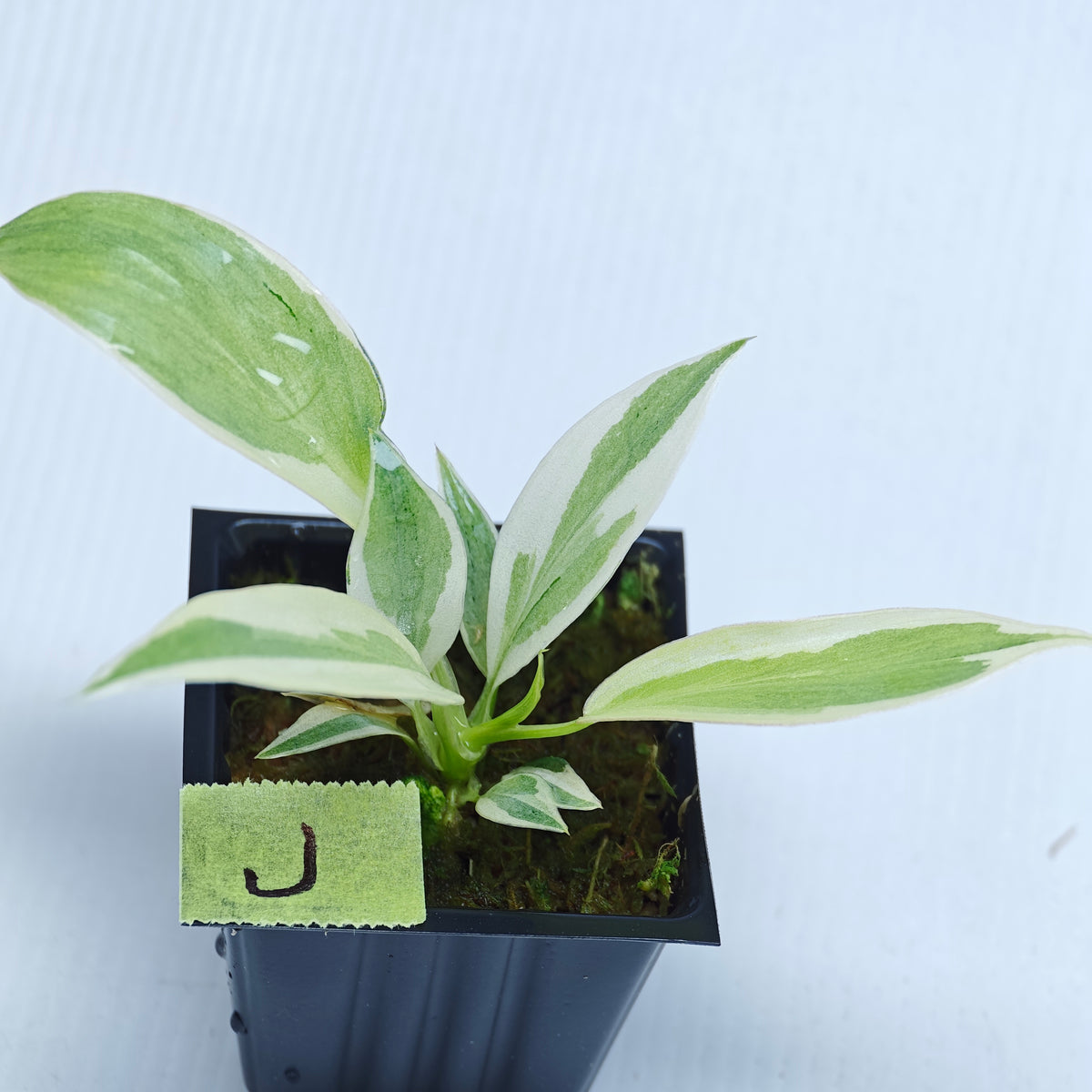Philodendron longilobatum Albo Variegated