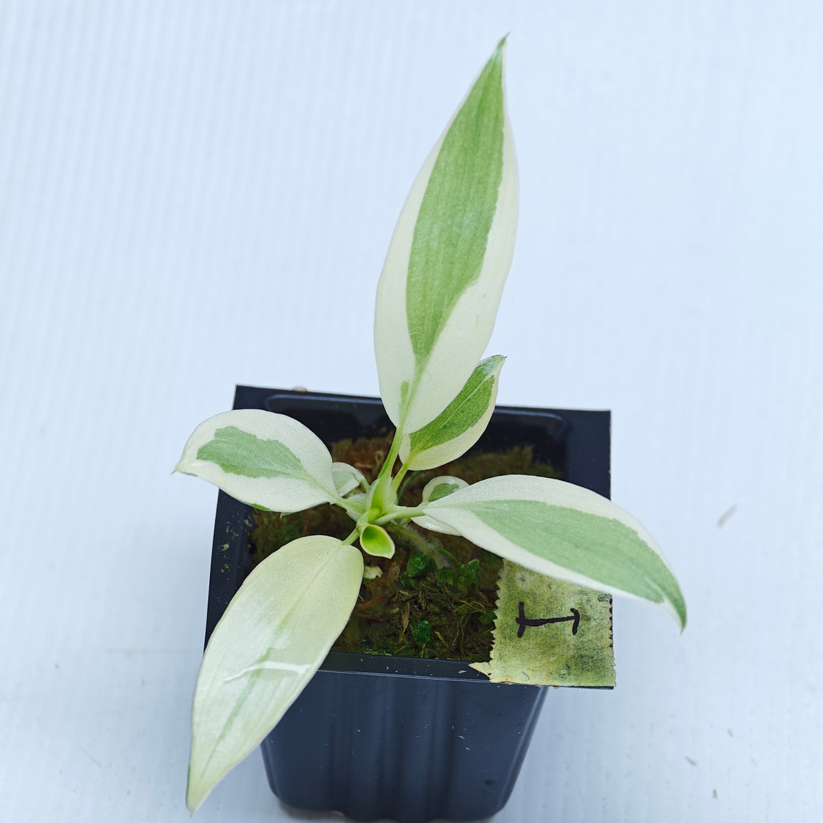 Philodendron longilobatum Albo Variegated