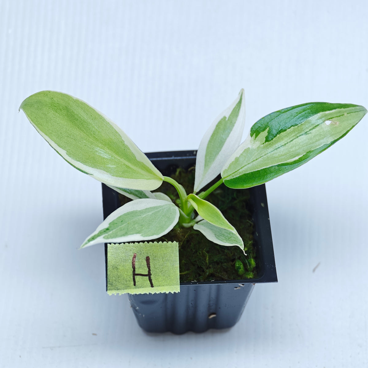 Philodendron longilobatum Albo Variegated
