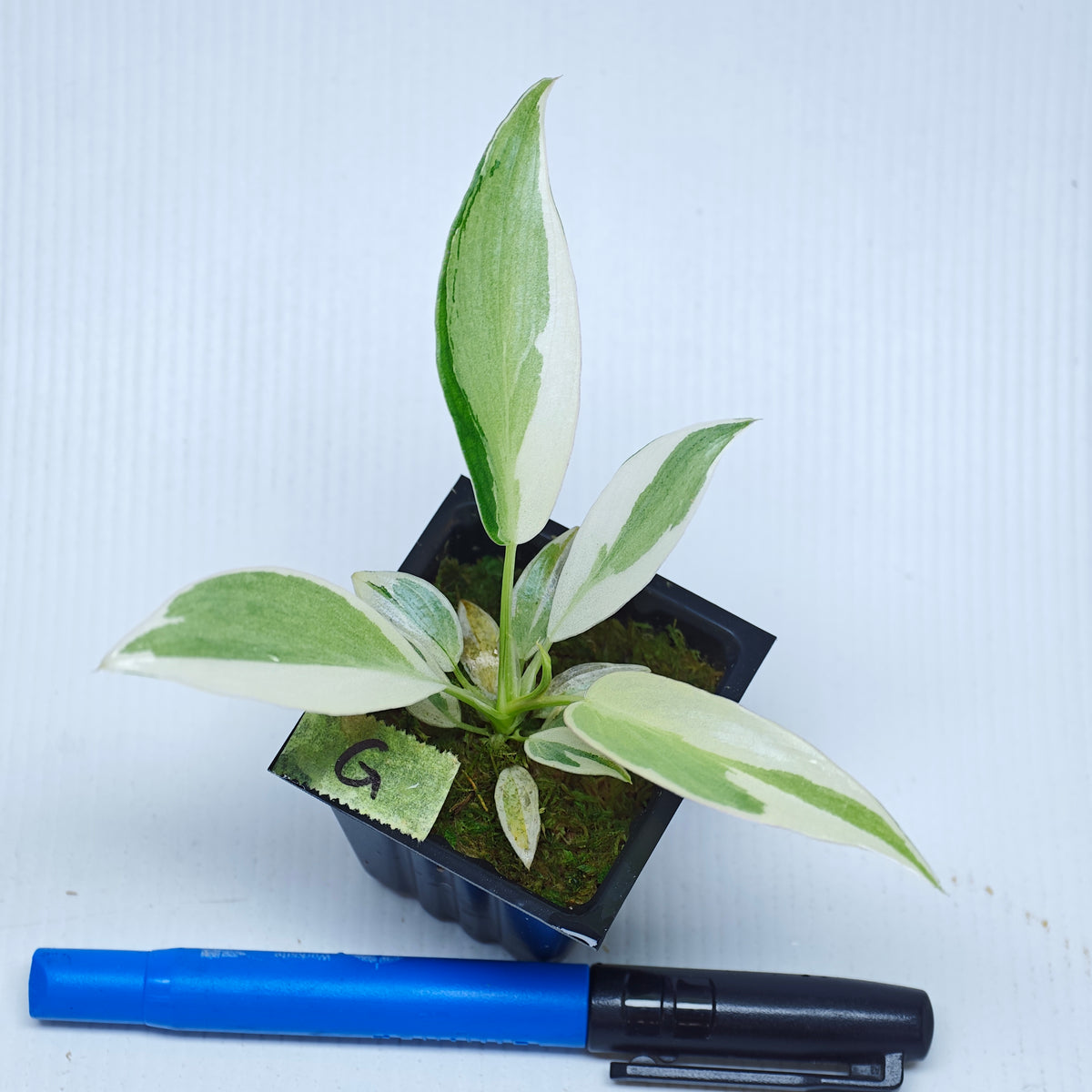 Philodendron longilobatum Albo Variegated