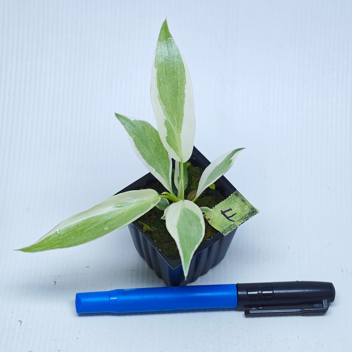 Philodendron longilobatum Albo Variegated