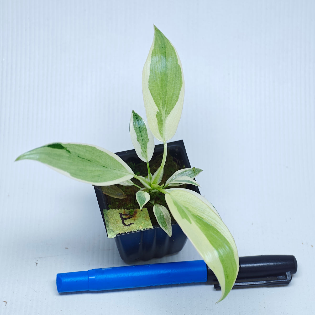Philodendron longilobatum Albo Variegated