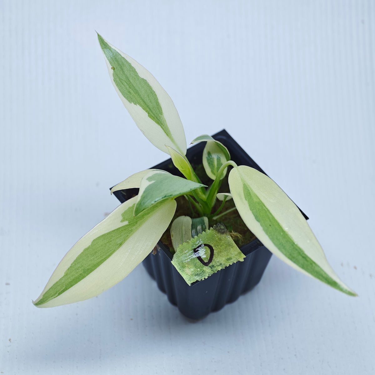 Philodendron longilobatum Albo Variegated