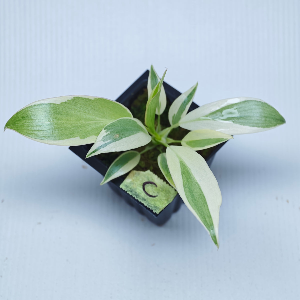 Philodendron longilobatum Albo Variegated