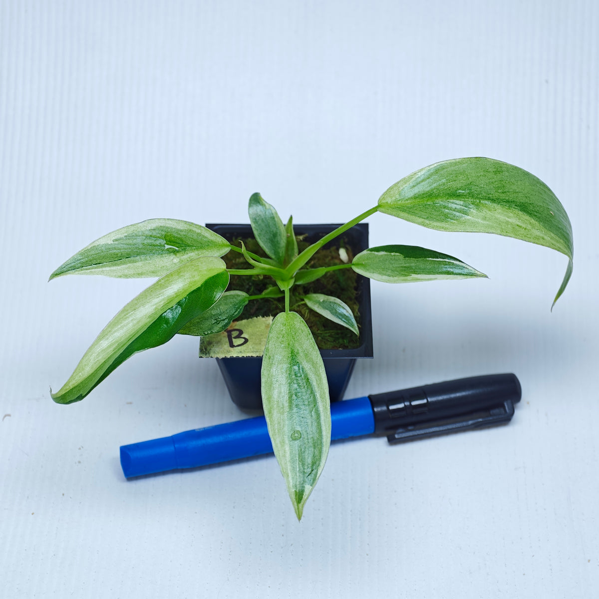 Philodendron longilobatum Albo Variegated