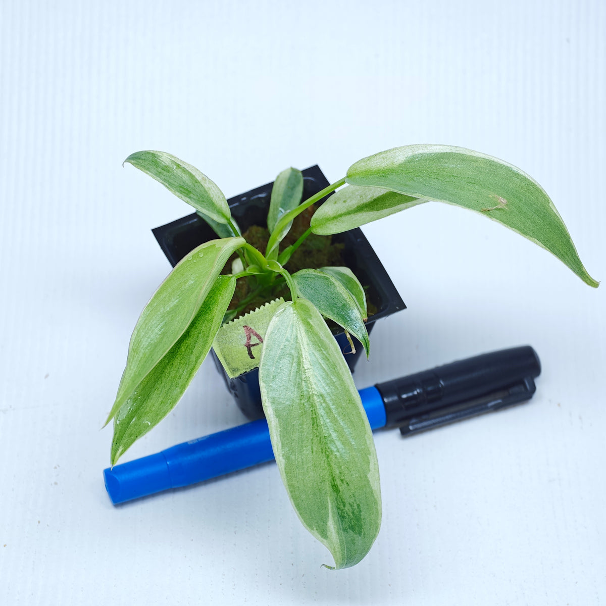 Philodendron longilobatum Albo Variegated