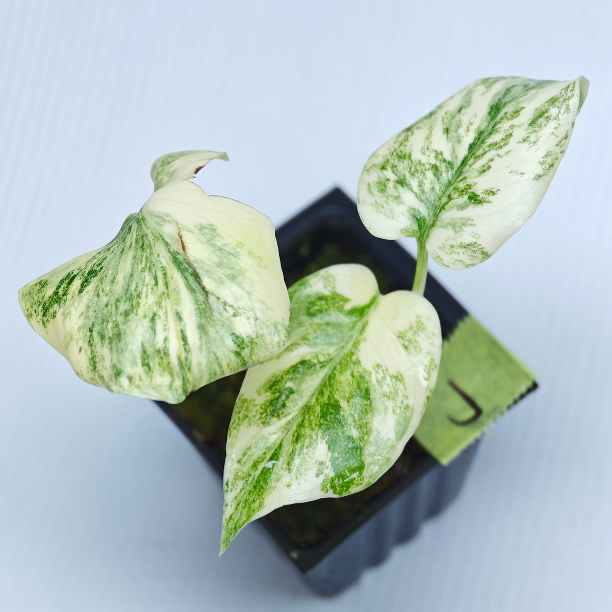 Monstera Legacy