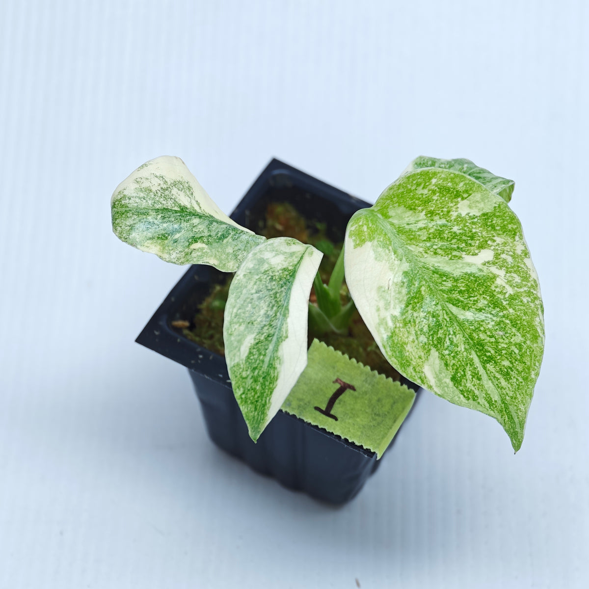 Monstera Legacy