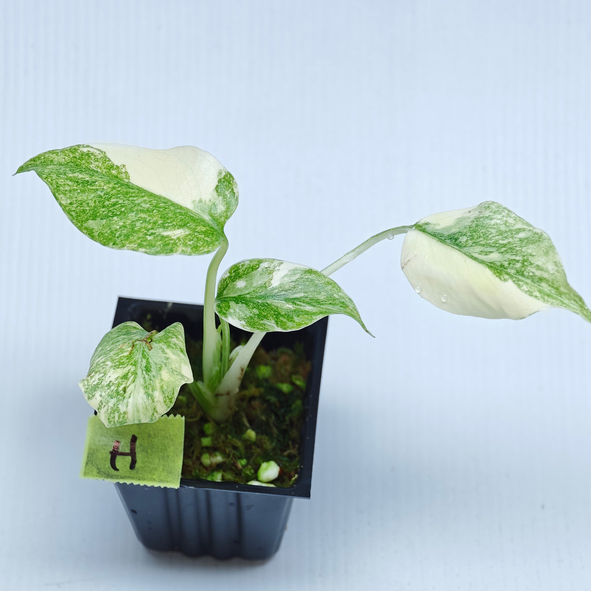Monstera Legacy