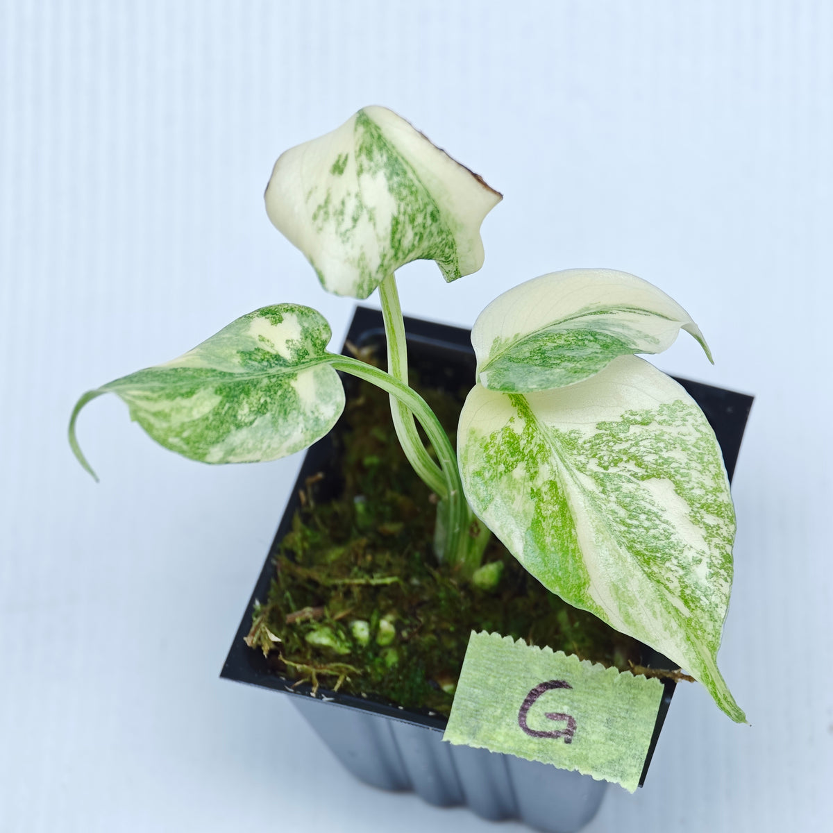Monstera Legacy