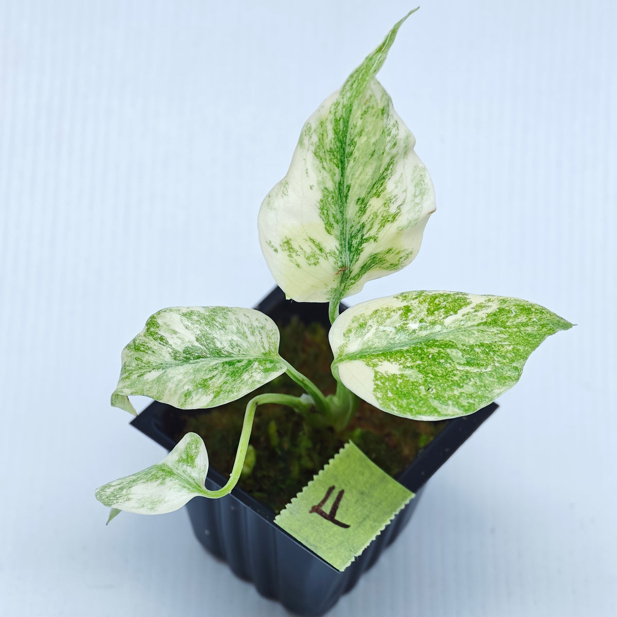 Monstera Legacy