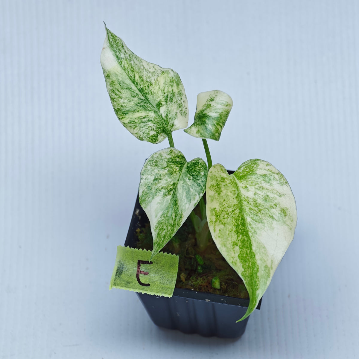 Monstera Legacy