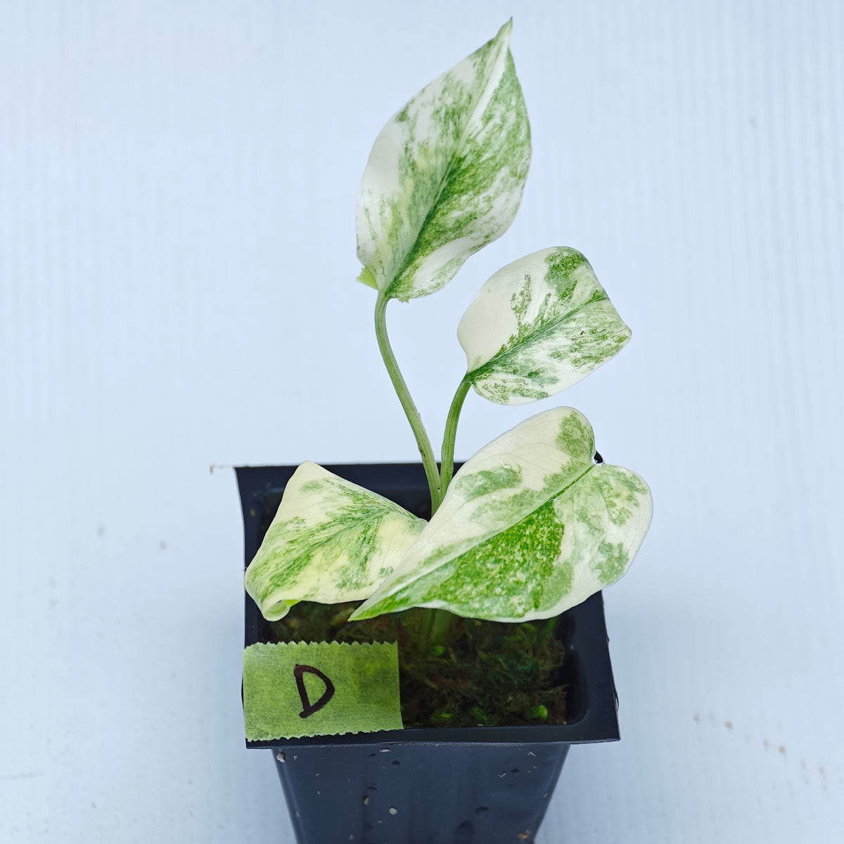Monstera Legacy