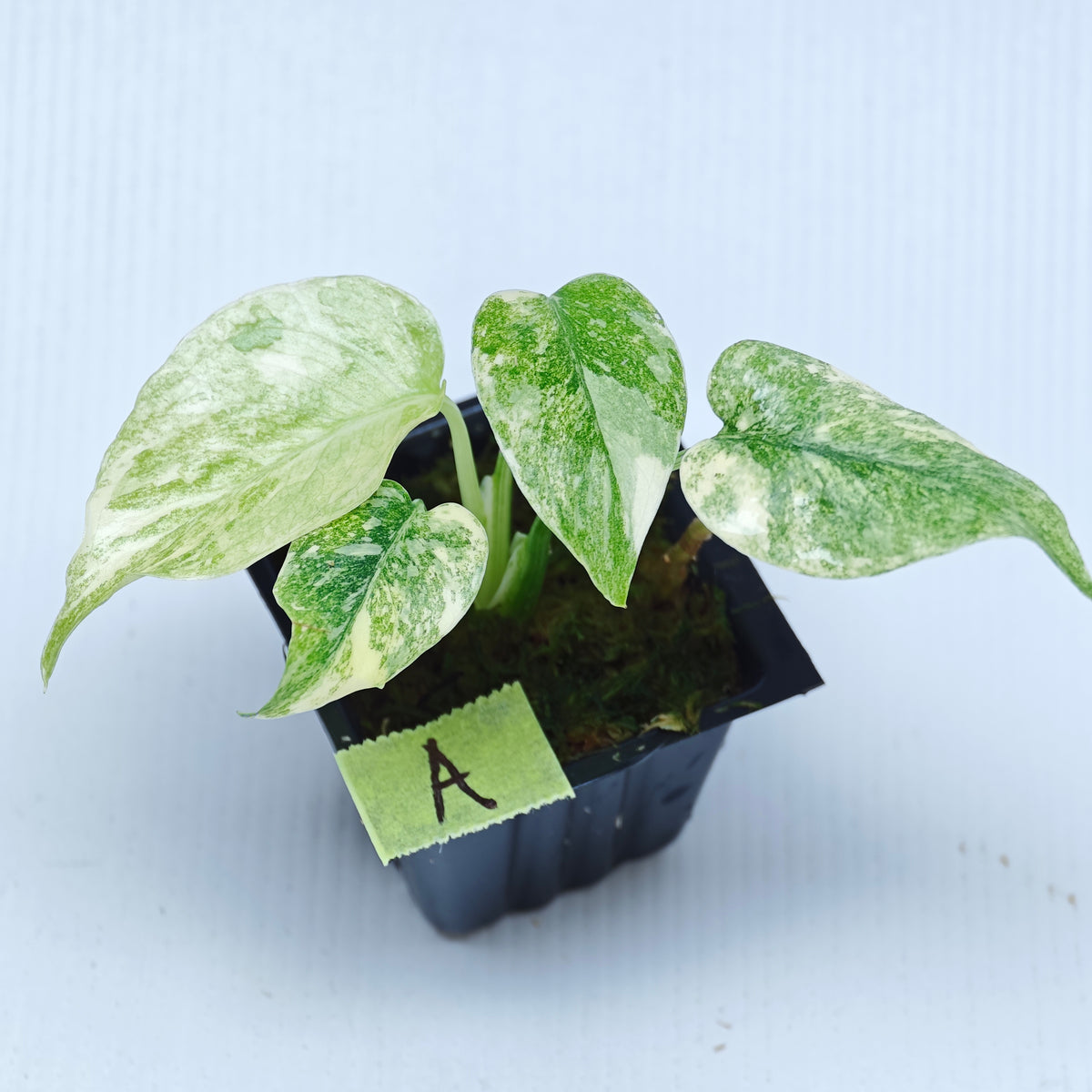 Monstera Legacy