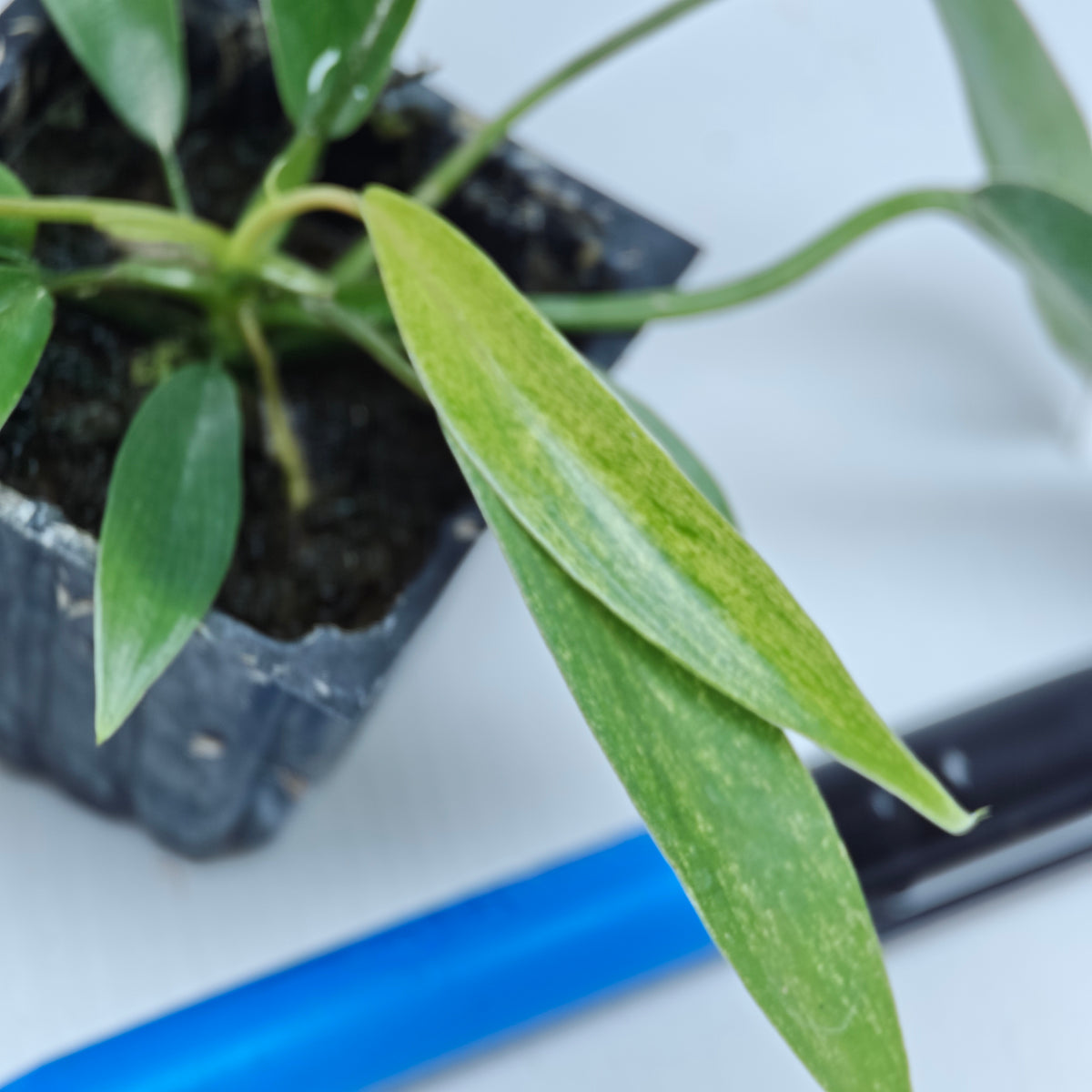 Philodendron joepii Mint Variegated