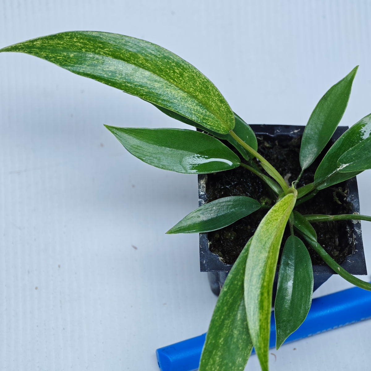 Philodendron joepii Mint Variegated