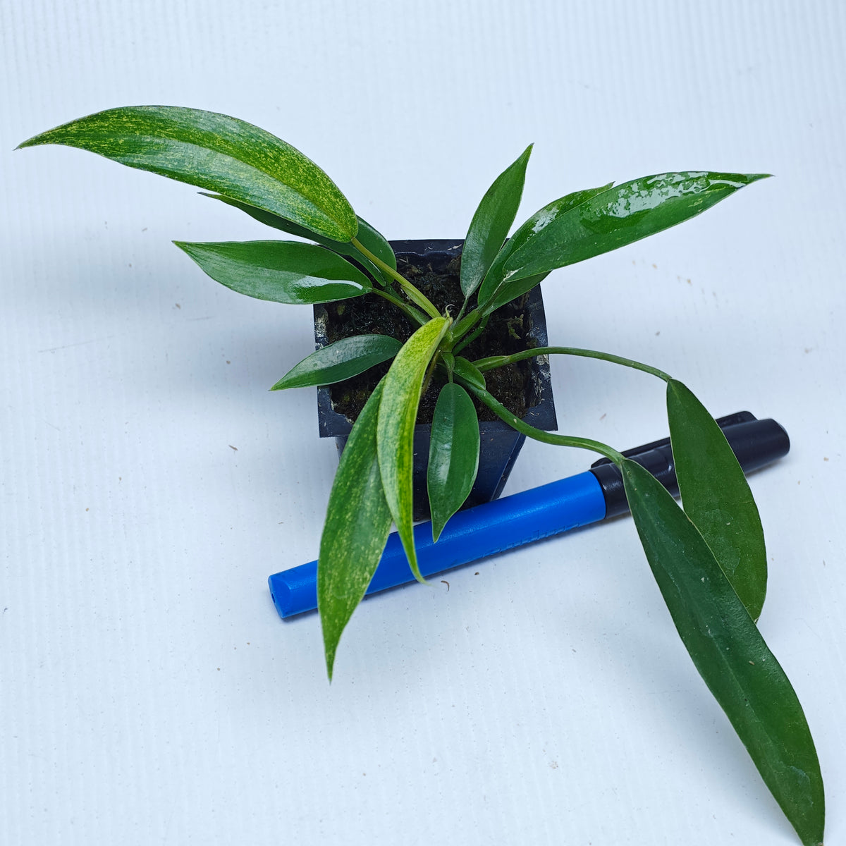 Philodendron joepii Mint Variegated