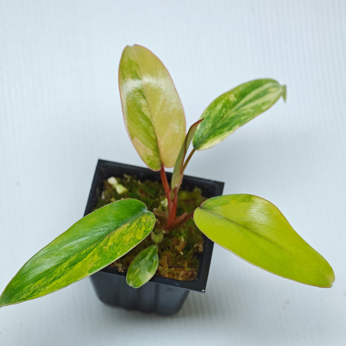 Philodendron mayoi Aurea Variegated