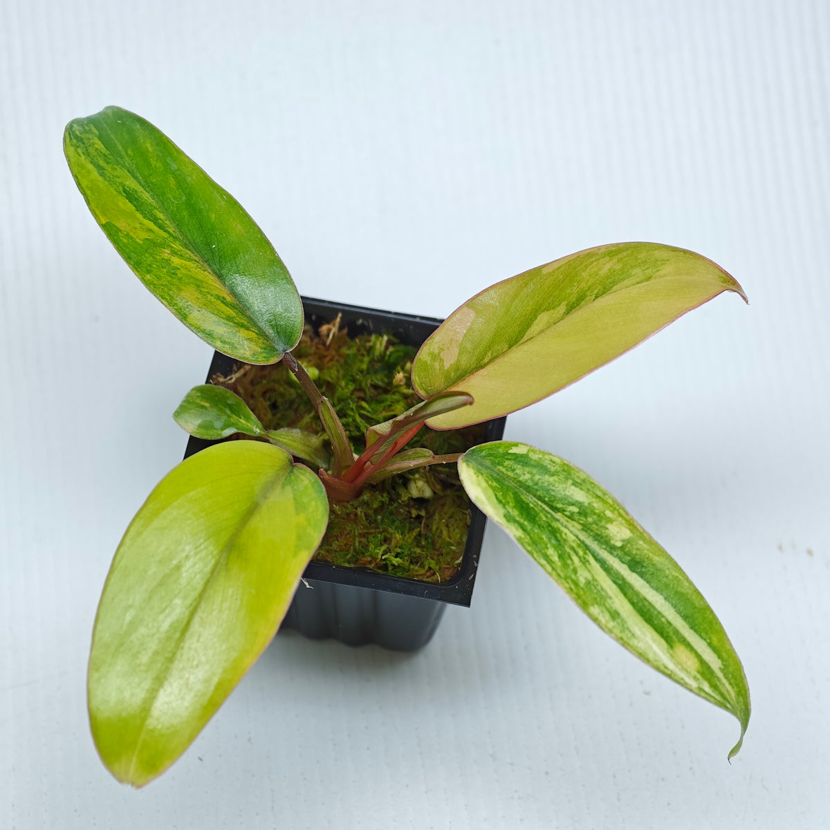 Philodendron mayoi Aurea Variegated