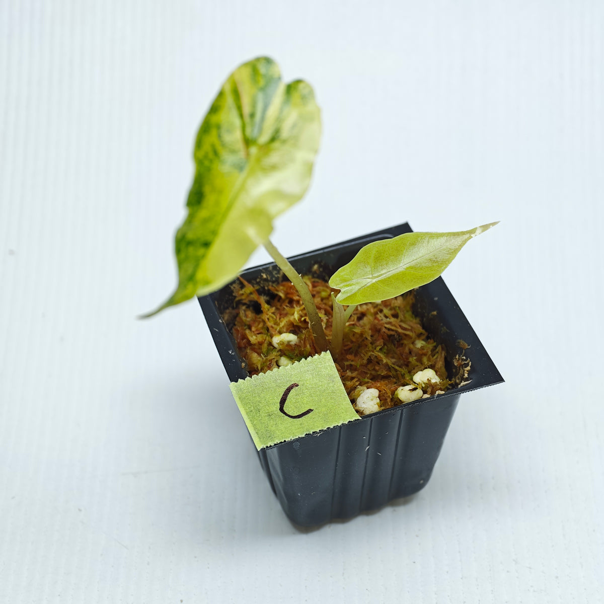 Alocasia sanderiana Bull Aurea Variegated