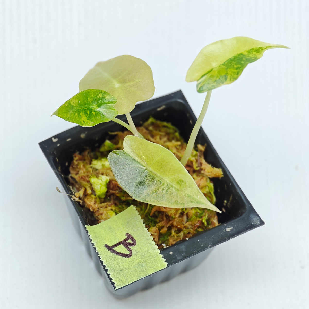 Alocasia sanderiana Bull Aurea Variegated