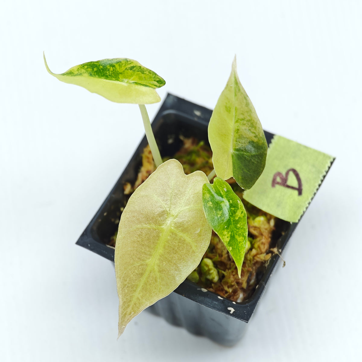 Alocasia sanderiana Bull Aurea Variegated