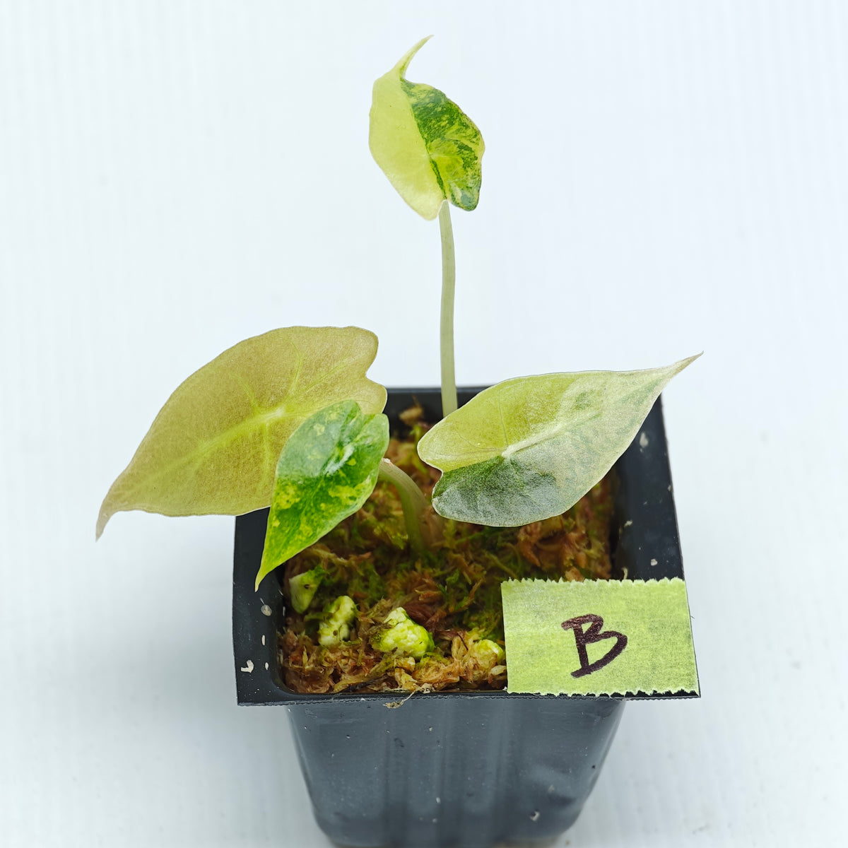 Alocasia sanderiana Bull Aurea Variegated