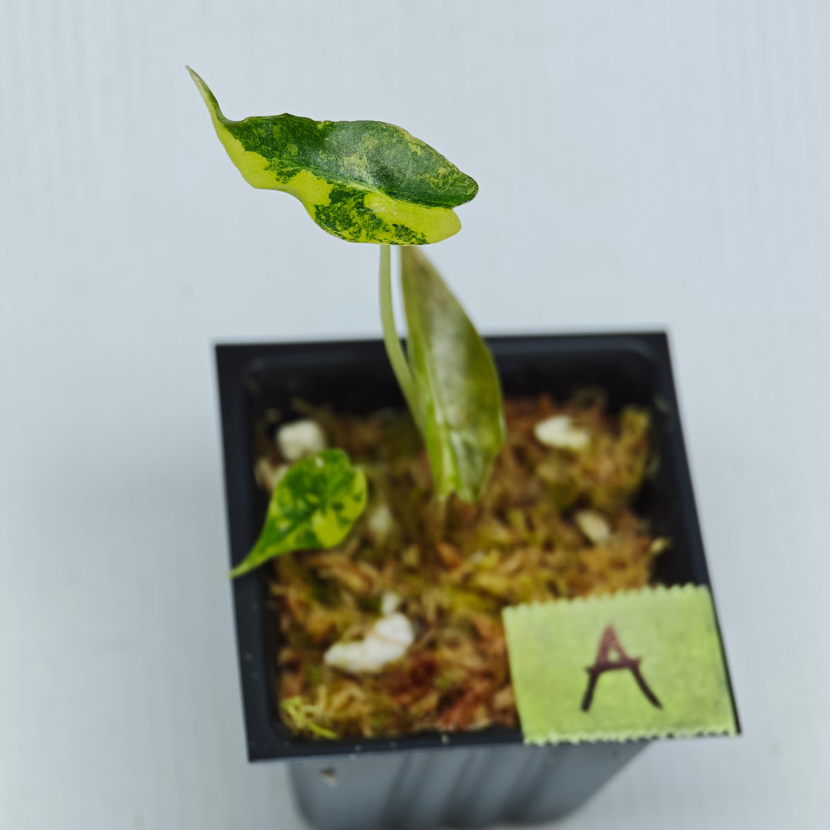 Alocasia sanderiana Bull Aurea Variegated