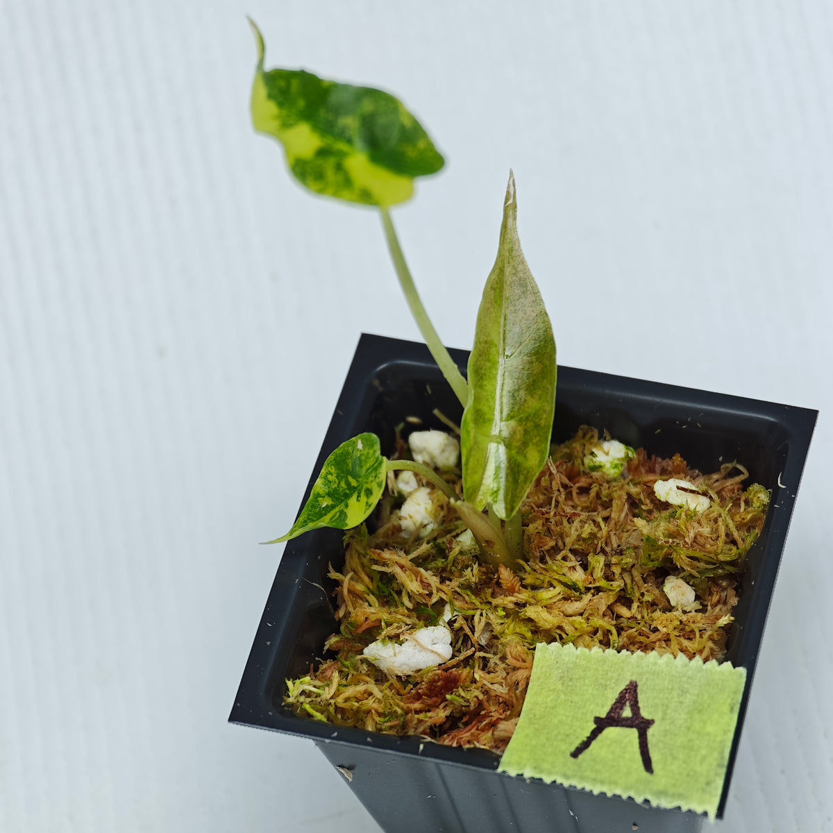 Alocasia sanderiana Bull Aurea Variegated