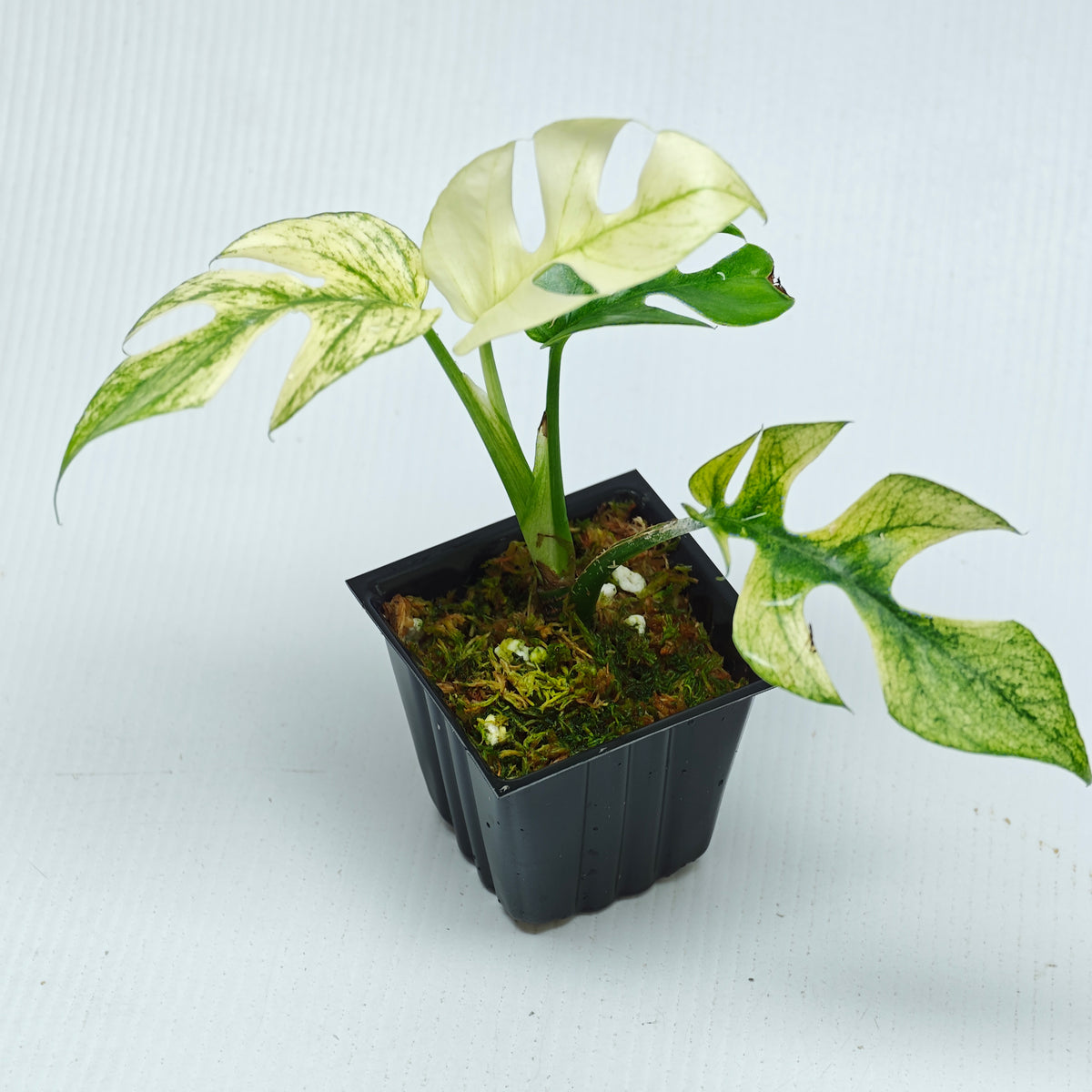 Rhaphidophora tetrasperma Mint