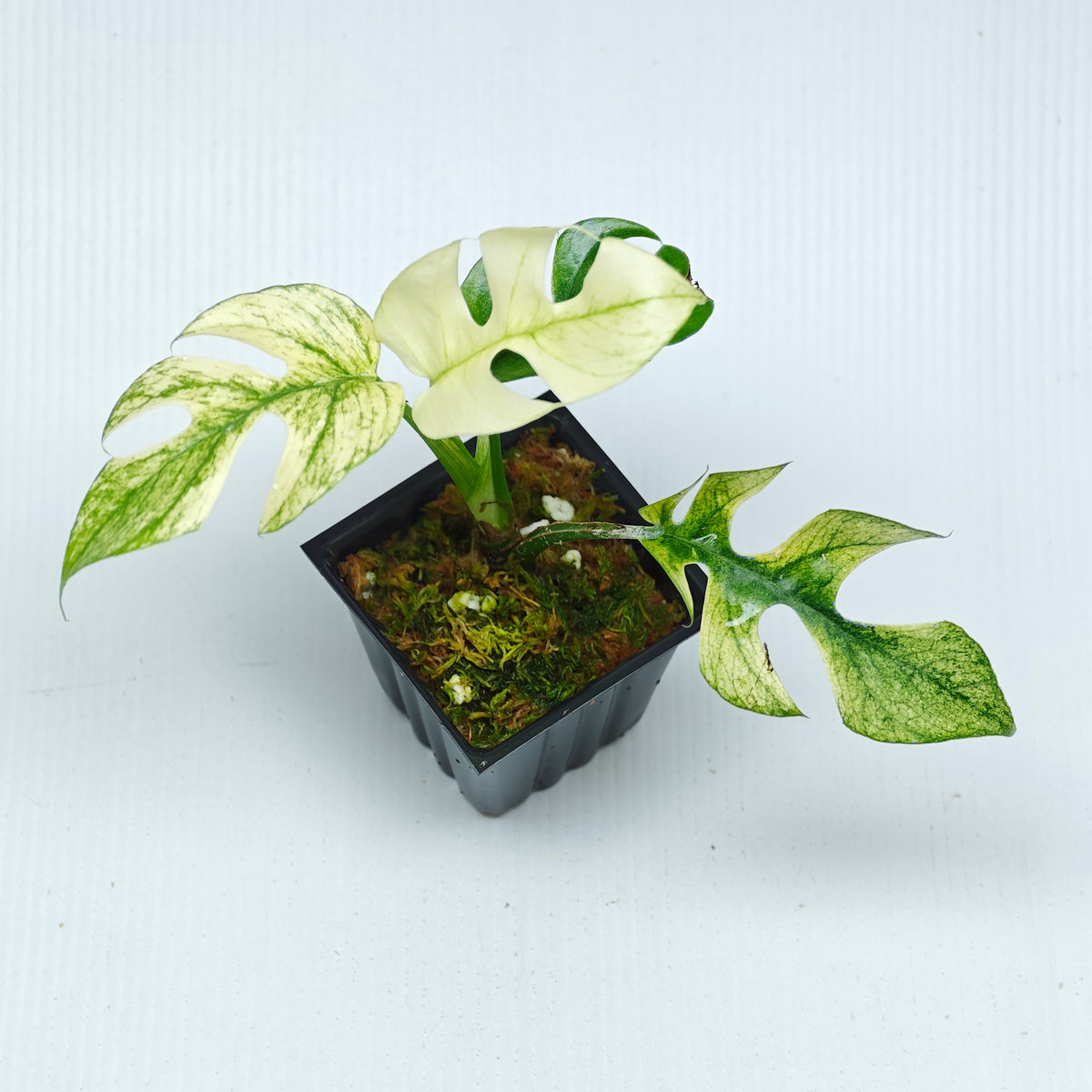 Rhaphidophora tetrasperma Mint