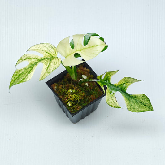 Rhaphidophora tetrasperma Mint