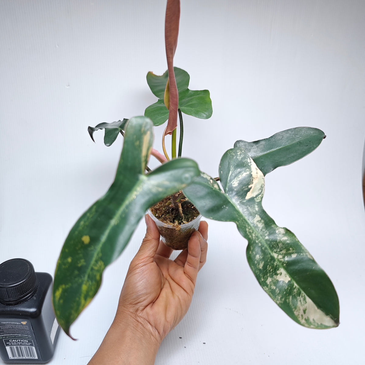 Philodendron Brown Beauty (FB x Black billie) Variegated