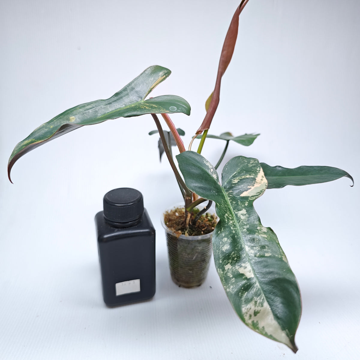 Philodendron Brown Beauty (FB x Black billie) Variegated