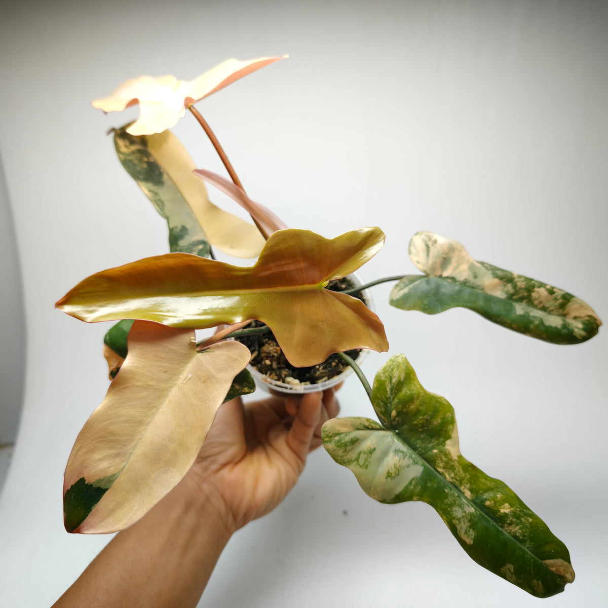 Philodendron Brown Beauty (FB x Black billie) Variegated