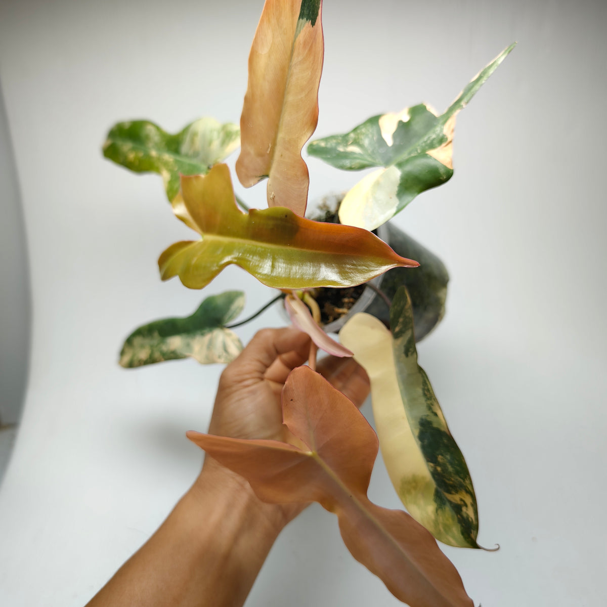 Philodendron Brown Beauty (FB x Black billie) Variegated