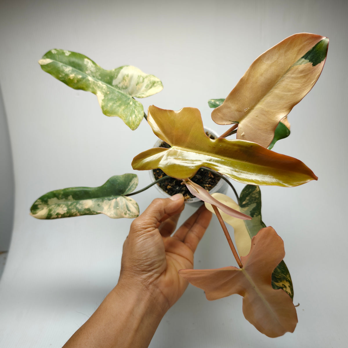 Philodendron Brown Beauty (FB x Black billie) Variegated