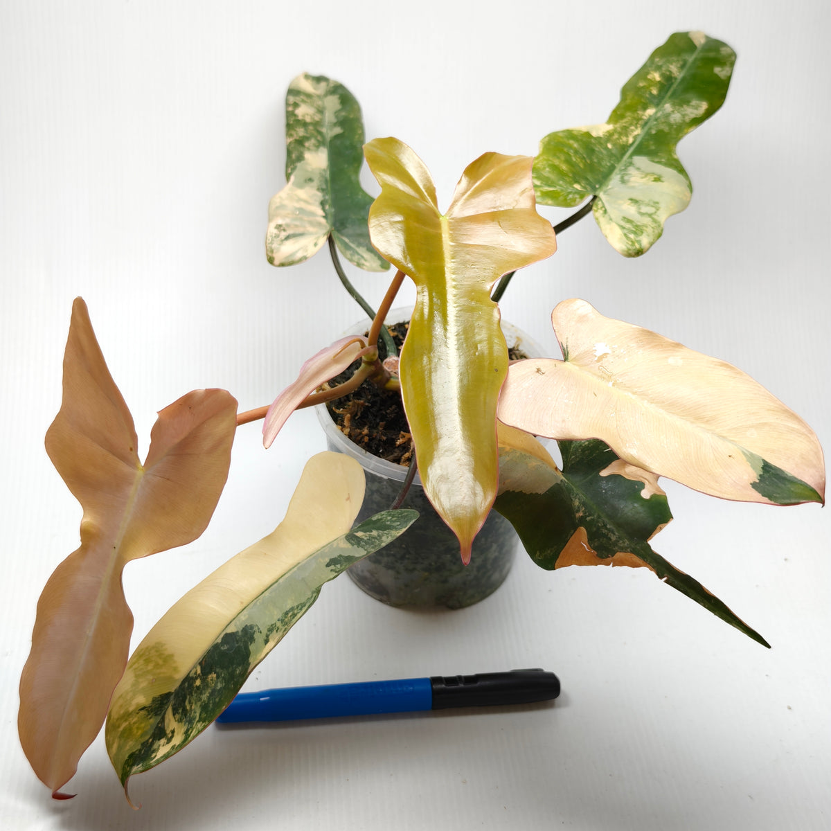 Philodendron Brown Beauty (FB x Black billie) Variegated