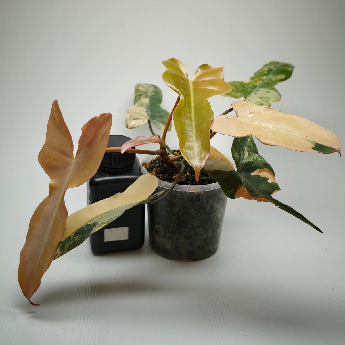 Philodendron Brown Beauty (FB x Black billie) Variegated