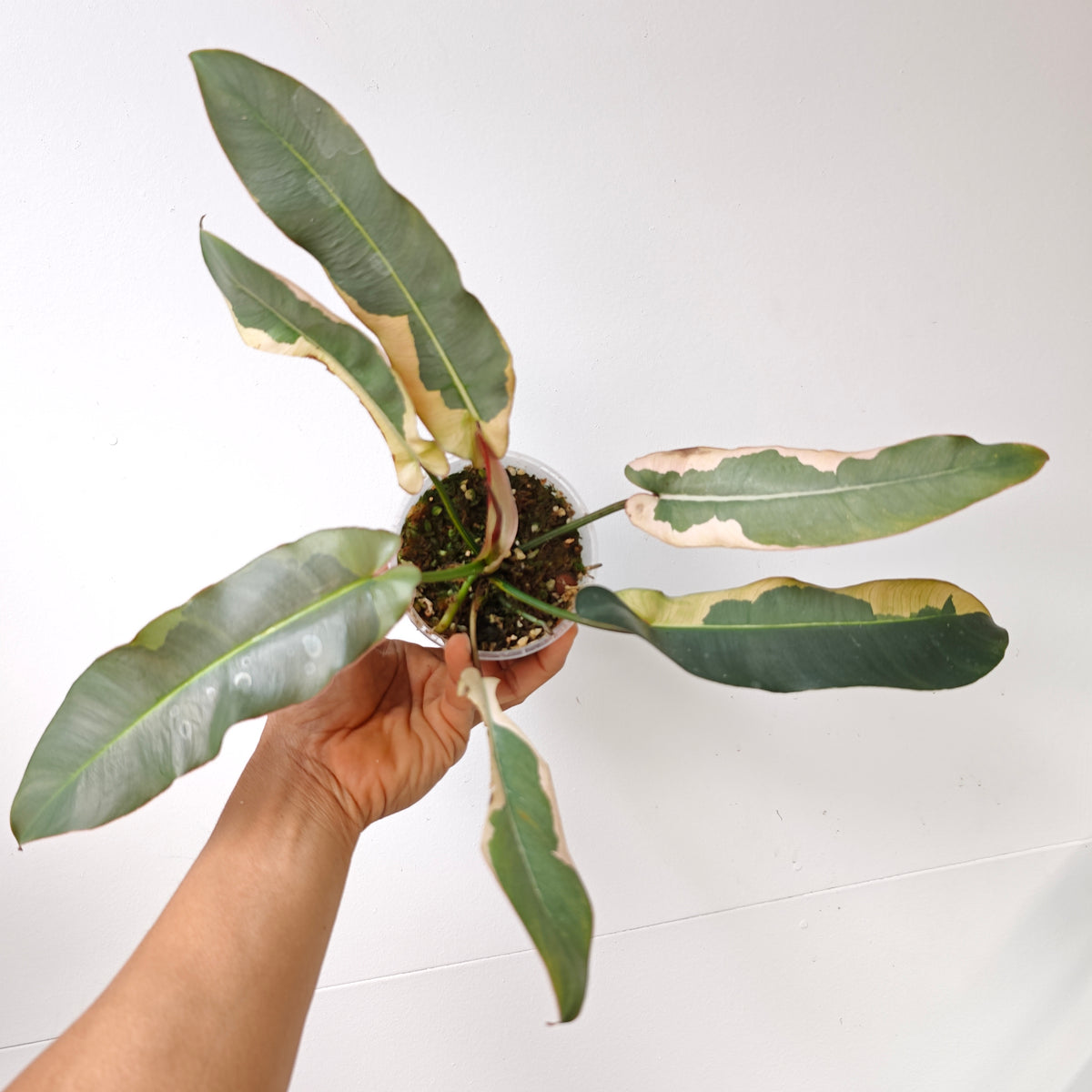 Philodendron atabapoense Variegated Albo Marginata
